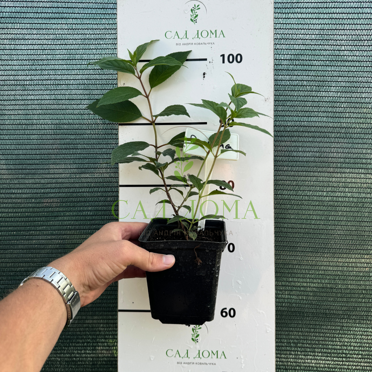 Гортензія мітловидна Редлайт, 2 роки 4193  фото
