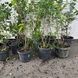 Лохина Патріот 4034 фото 3