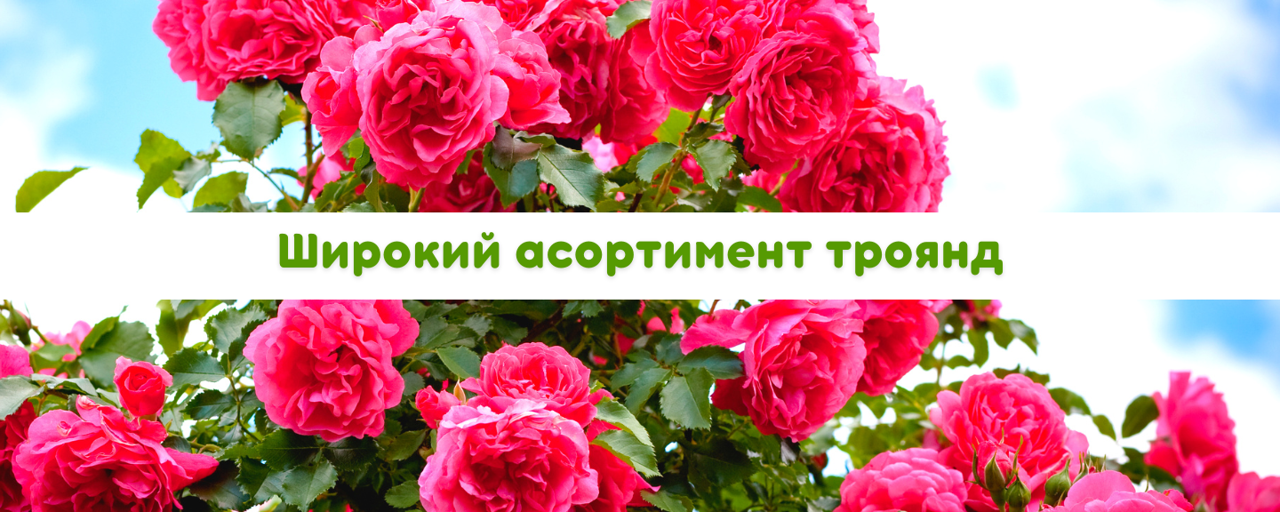 троянди