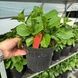 Гортензія крупнолистна Адула Пінк, 2 роки 3372 фото 2