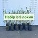 Набір із 5 саджанців лохини, 4л 4229 фото 1