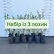Набір із 3 саджанців лохини, 4л 4230 фото 1